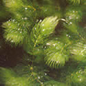 Ceratophyllum_demersum_grof_gedoornd_hoornblad_0001-2